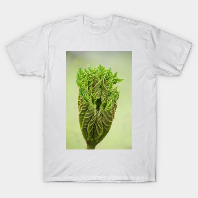 Triffids in the spring ! T-Shirt by JohnDalkin